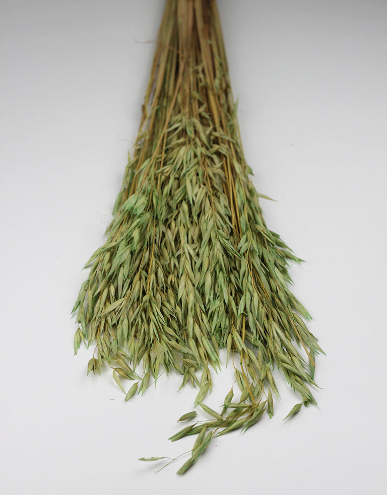 Dried Oat Avena Bunch