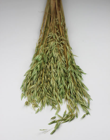 Dried Oat Avena Bunch