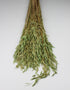 Dried Oat Avena Bunch