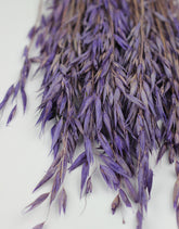 Dried Oat Avena UK