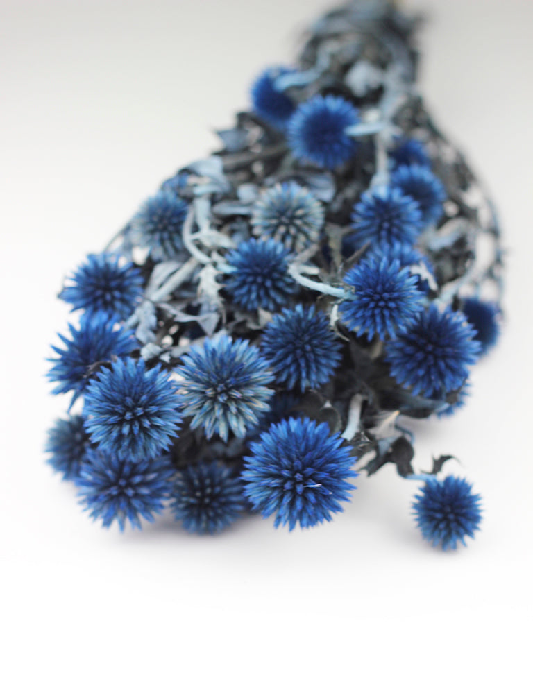 Preserved Echinops