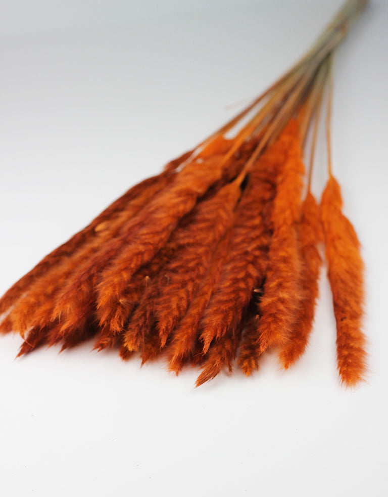 wholesale orange pampas grass