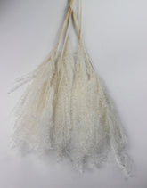 Dried Stipa Feather, Bleached bunch