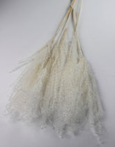 Dried Stipa Feather wholesale UK