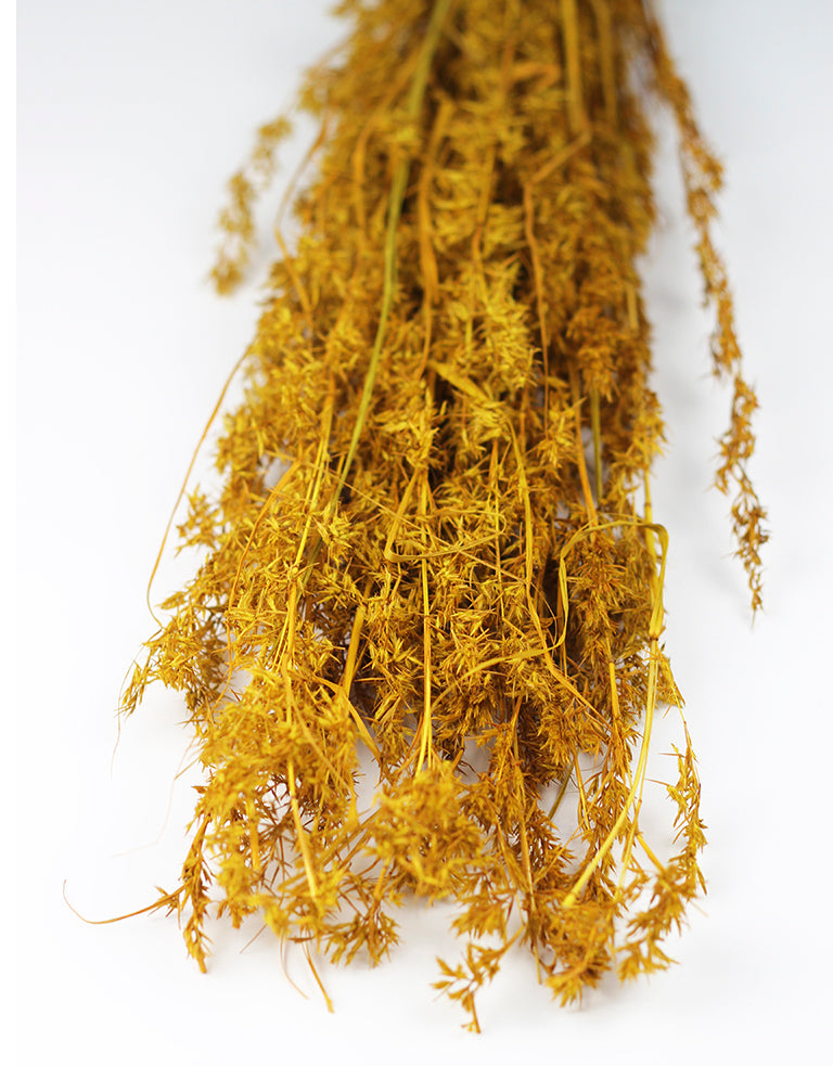 Dried Beta Grass bunch, Ocher Yellow