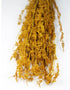 Dried Beta Grass bunch, Ocher Yellow