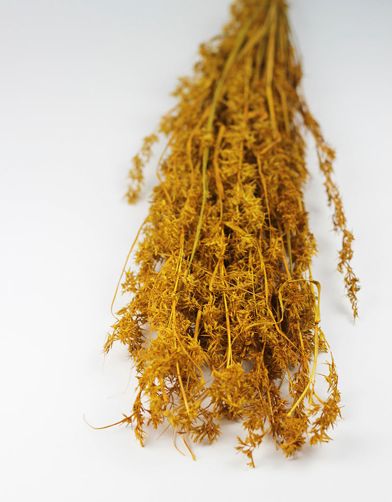 Yellow Dried Beta Grass bunch