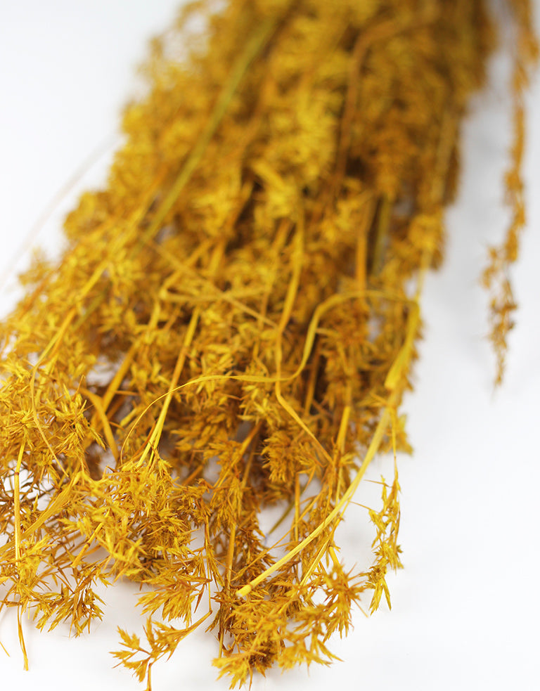 Yellow Beta Grass 