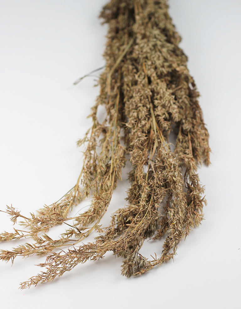 Dried Beta Grass bunch