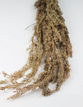 Dried Beta Grass bunch