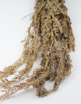Natural Beta Grass bunch