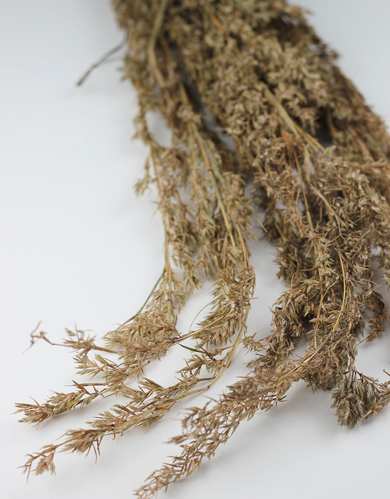 Wholesale Beta Grass bunch