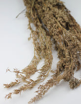 Wholesale Beta Grass bunch