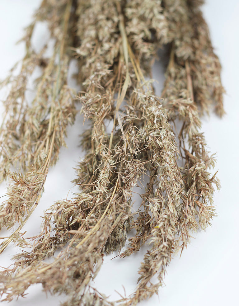 Dried Beta Grass bunch UK