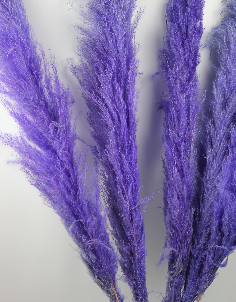 Lilac Pampas Grass