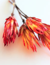 Dried African Repens Protea