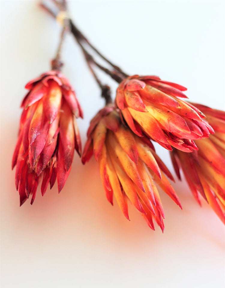 Buy Dried Flowers Online in UK Leading Dried Flowers Suppliers Page