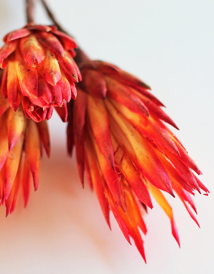 Buy Dried Flowers Online in UK Leading Dried Flowers Suppliers Page