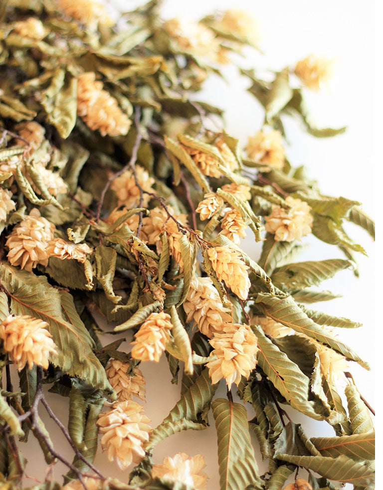 Dried Hops flowers