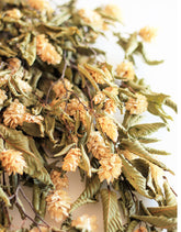 Dried Hops flowers