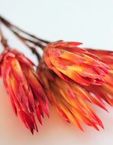 Red Repens Protea