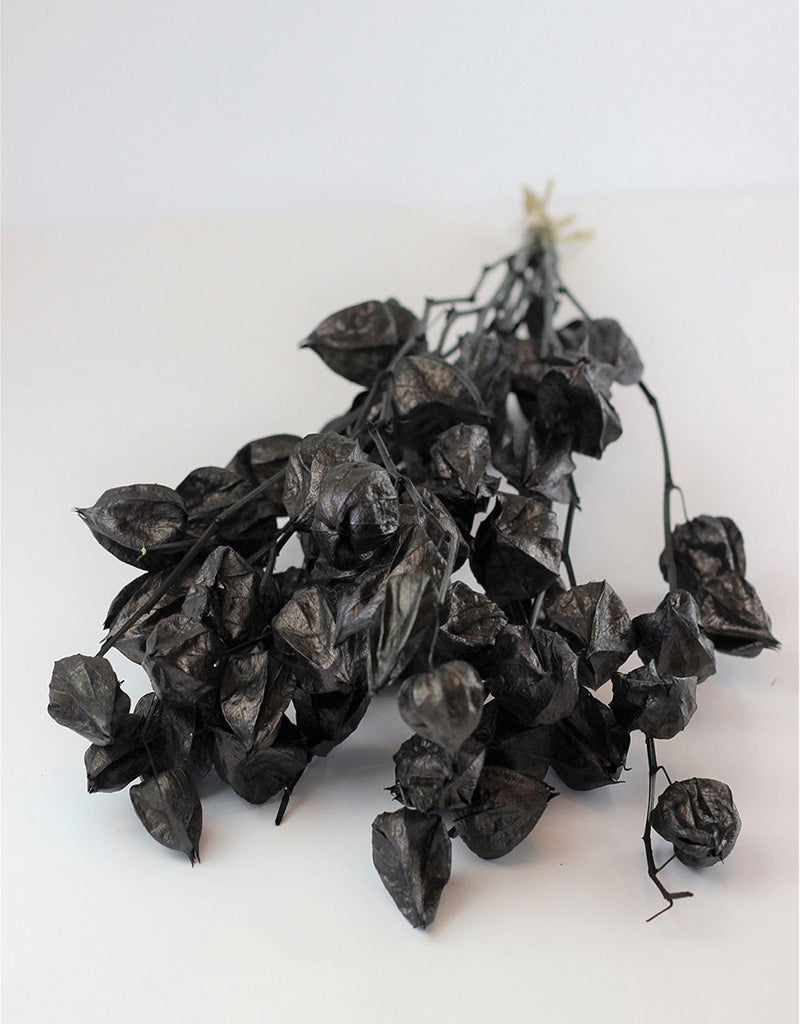 Dried Physalis ( Dried Chinese Lanterns) - Black