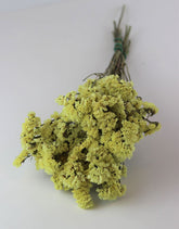 Dried Statice - Yellow 50 cm bunch