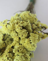 Dried Statice - Yellow Bunch, 50 cm