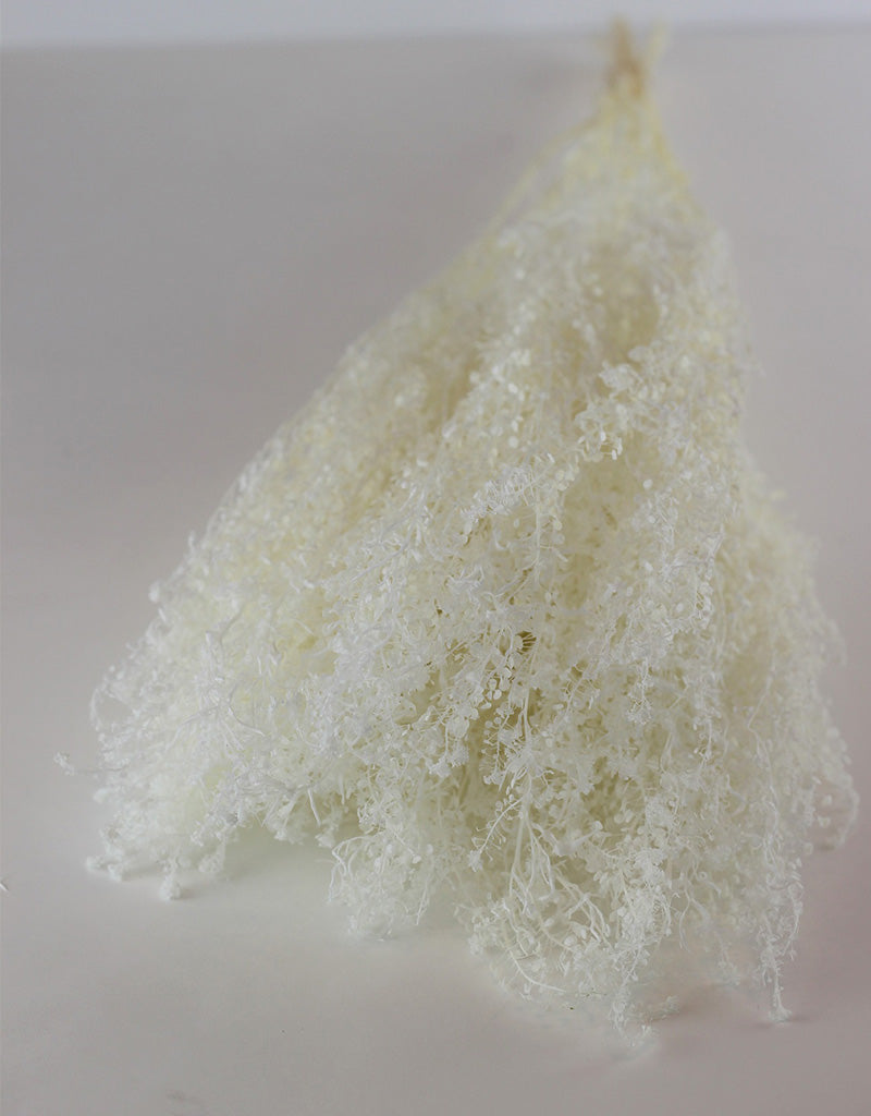 Preserved Thalaspi - Bleached