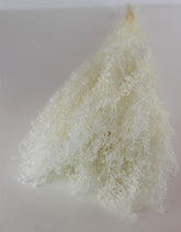 Preserved Thalaspi - Bleached
