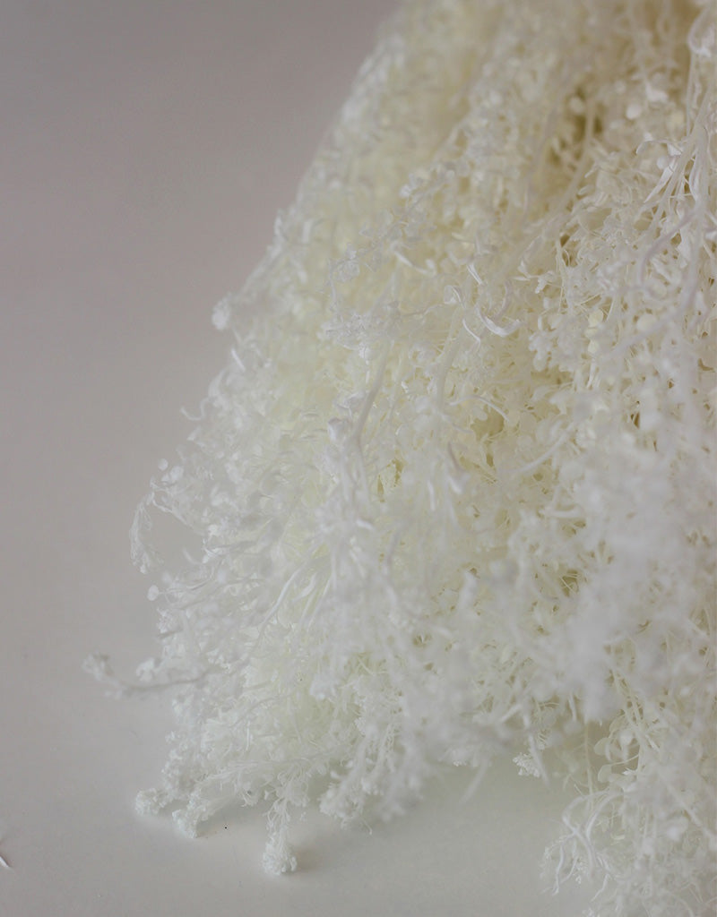 Preserved Thalaspi - Bleached, 5 Stems,