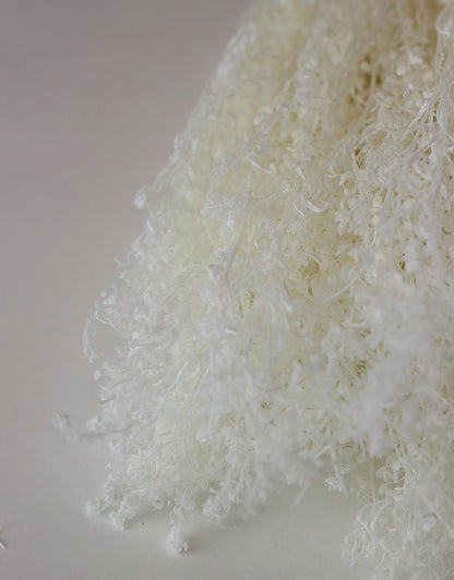 Preserved Thalaspi - Bleached, 5 Stems,
