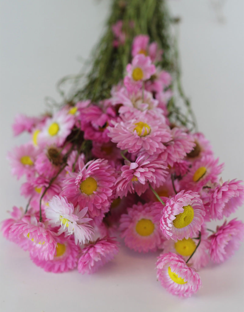 Dried Acroclinium - Pink 60 cm Bunch