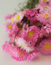 Dried Acroclinium - Pink Bunch