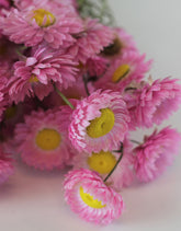 Dried Acroclinium - Pink Bunch, 60 cm