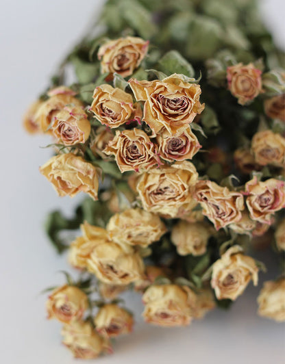 Dried Spray Roses - Apricot/Pink Bunch