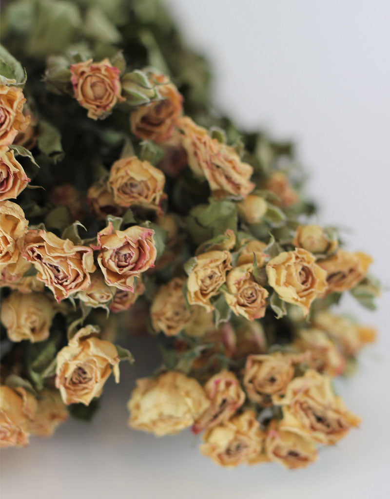 Dried Spray Roses - Apricot/Pink Bunch, 50 cm