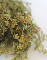 Dried Solidago - Natural Bunch