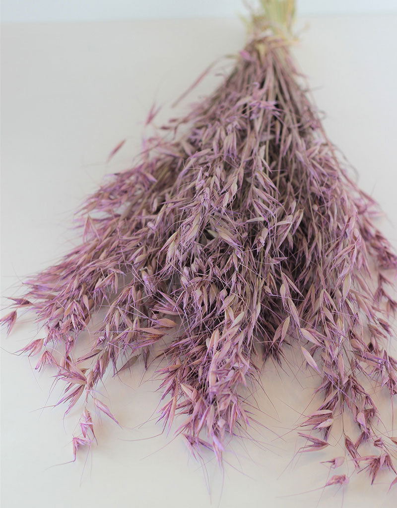 Dried Oat Avena- Lilac 70 cm Bunch