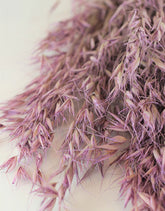Dried Oat Avena- Lilac Bunch