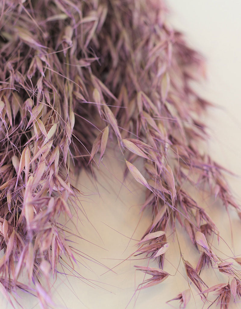 Dried Oat Avena- Lilac Bunch, 125 grams