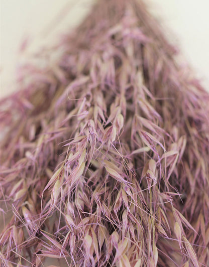 Dried Oat Avena- Lilac Bunch, 125 grams, 70 cm