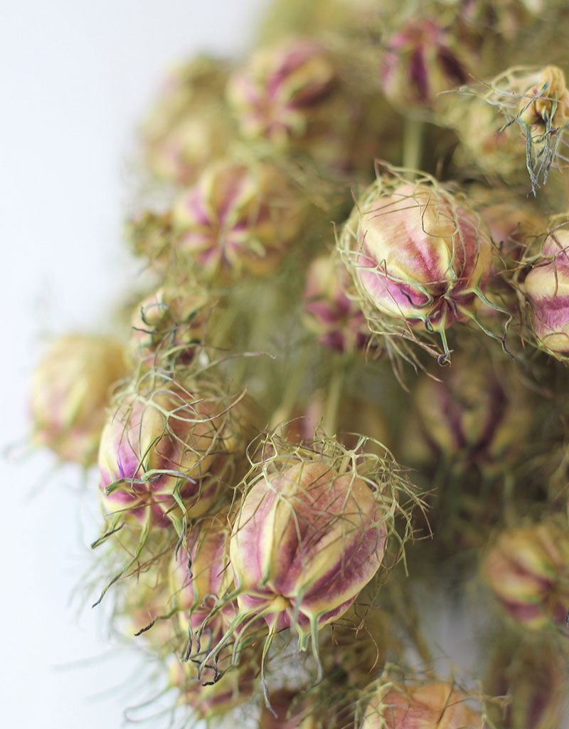 Dried Nigella - Natural Bunch in the UK