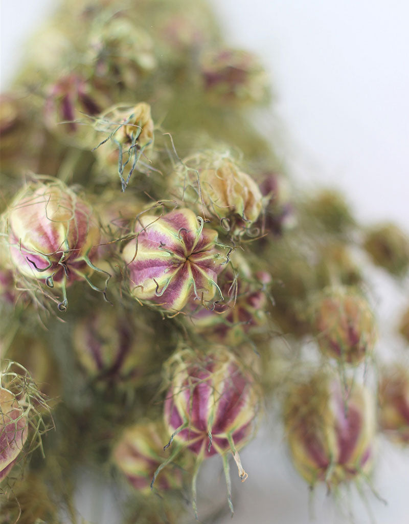 Dried Nigella - Natural Bunch