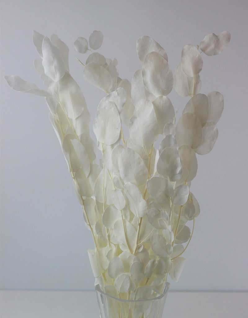 Preserved Gunny Eucalyptus - Bleached bunch