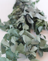 Preserved Eucalyptus - Stuartiana Green Bunch