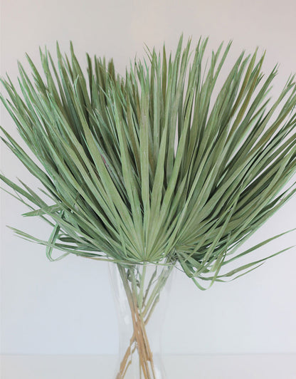 Large Dried Chamaerops Palm - Mint Green Bunch