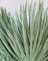 Large Dried Chamaerops Palm - Mint Green, 10 Stems