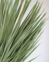 Large Dried Chamaerops Palm - Mint Green, 10 Stems, 80 cm