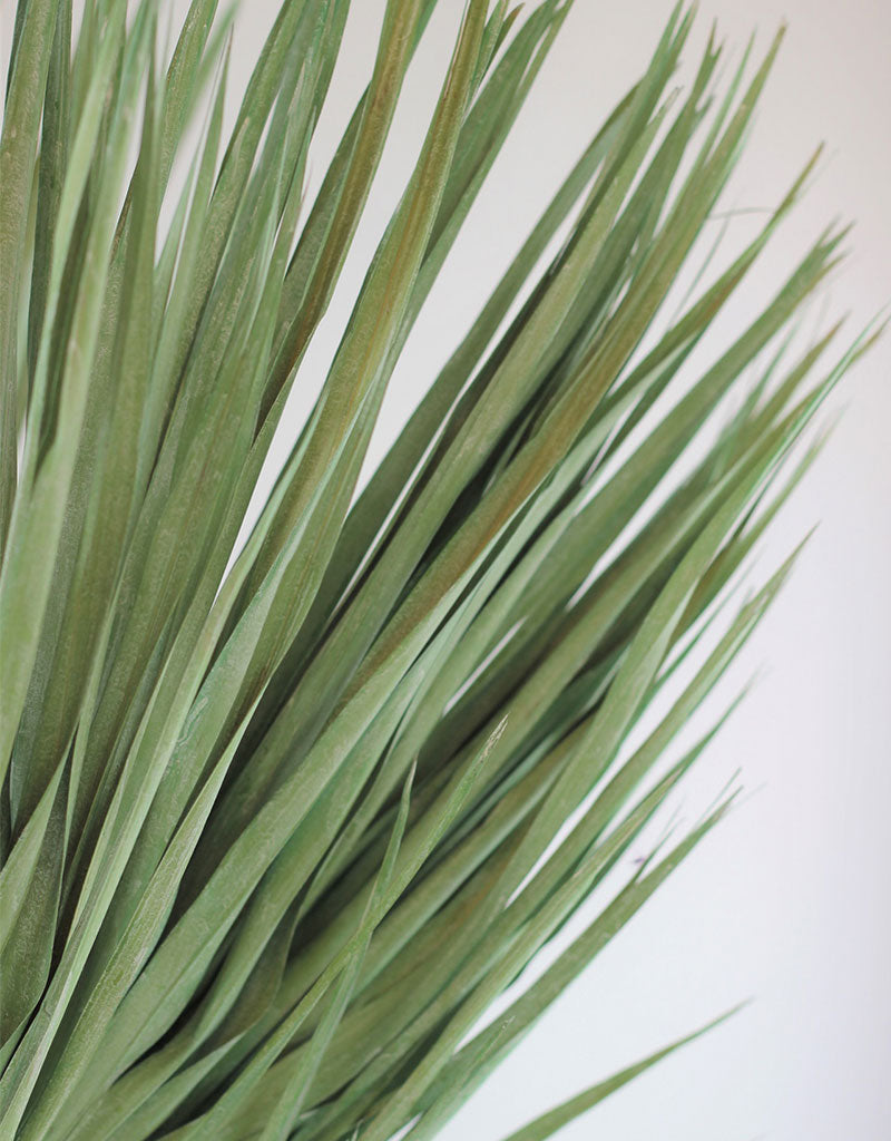 Large Dried Chamaerops Palm - Mint Green, 10 Stems, 80 cm